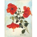 Hibiscus Rouge